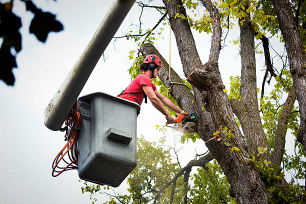 Best Tree Maintenance Programs  in Ho Ho Kus, NJ